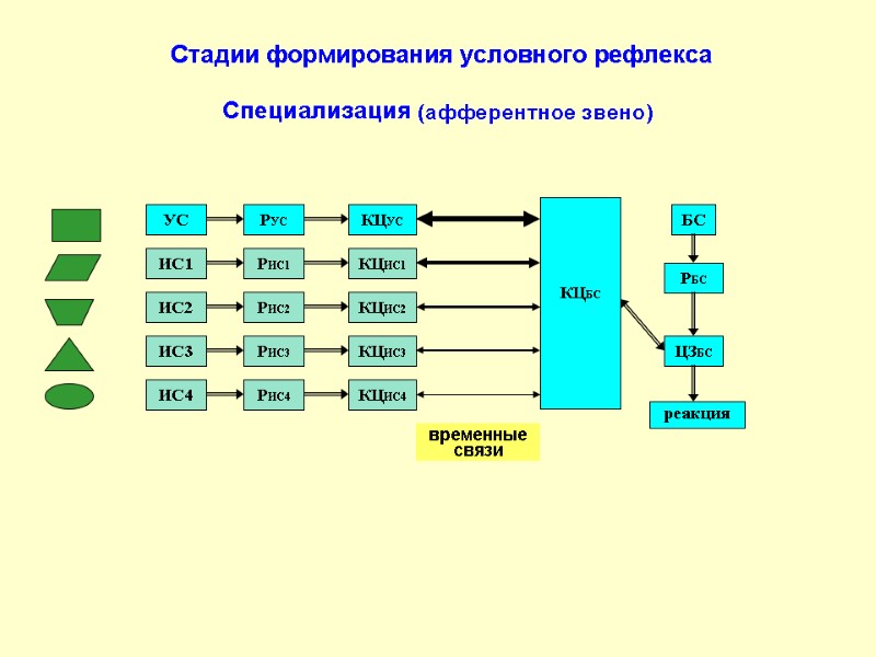 БС РБС ЦЗБС КЦБС реакция временные связи